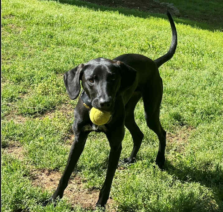 Photo of Cora