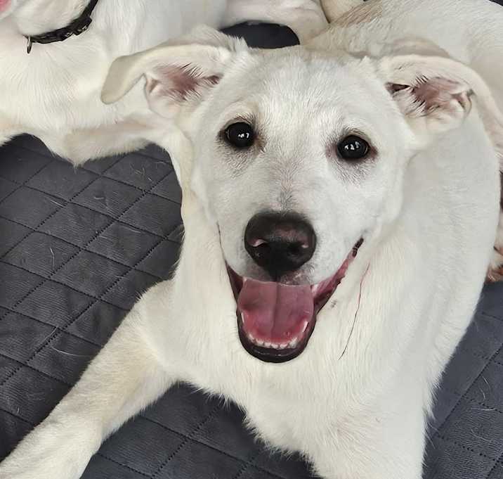 Photo of KLONDIKE (REDUCED ADOPTION FEE