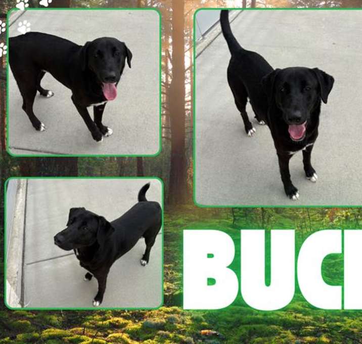 Photo of BUCK