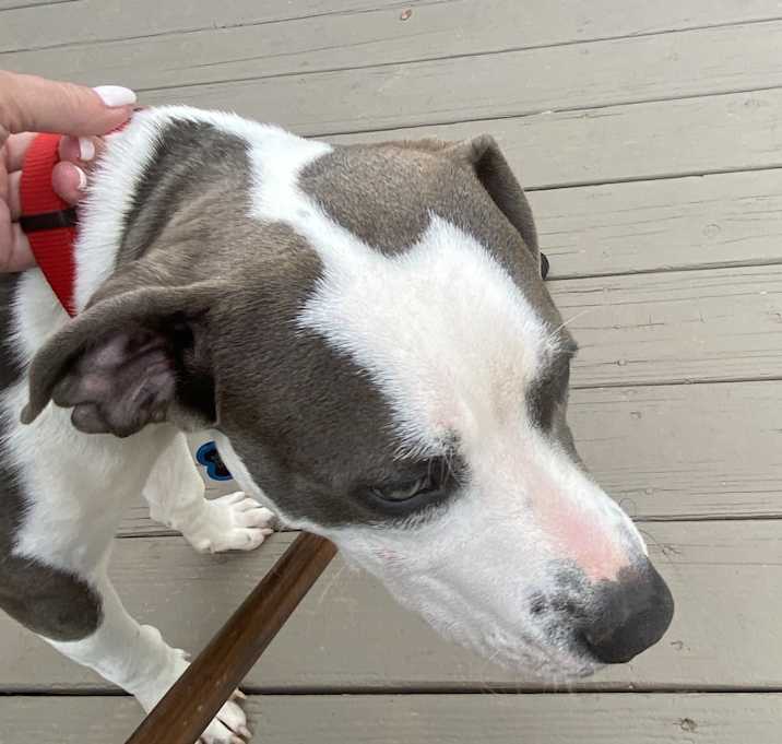 Photo of Bobo