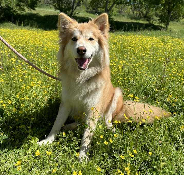 Photo of MAPLE