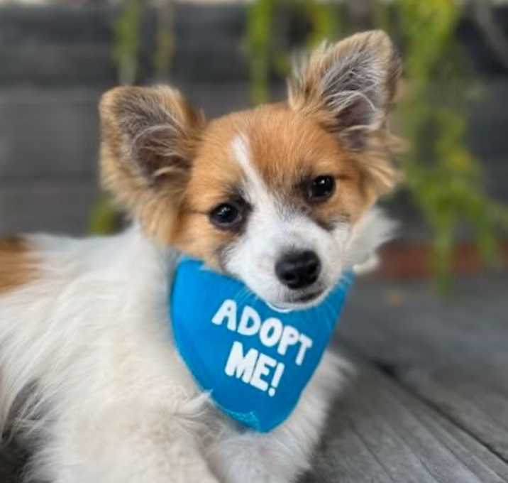 Photo of Bindi