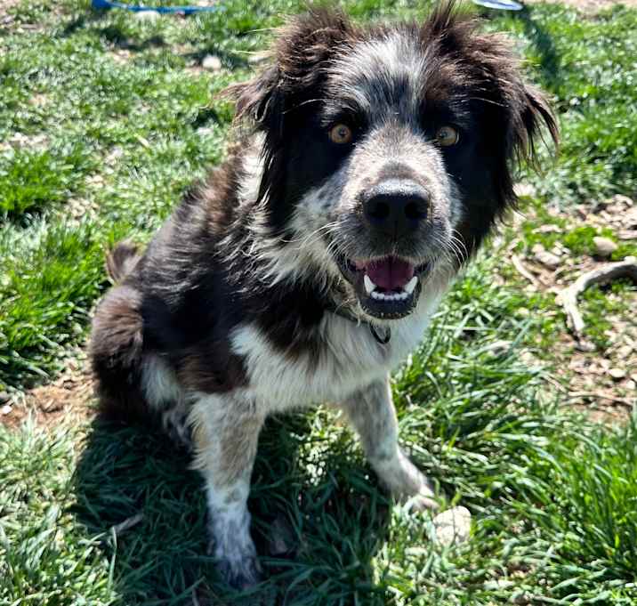Photo of Pepper