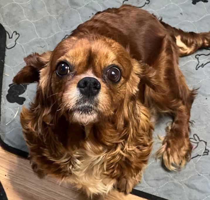 Photo of Rosie