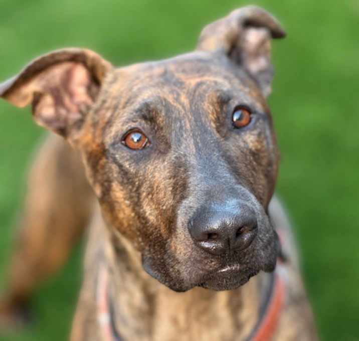 Photo of Enzo