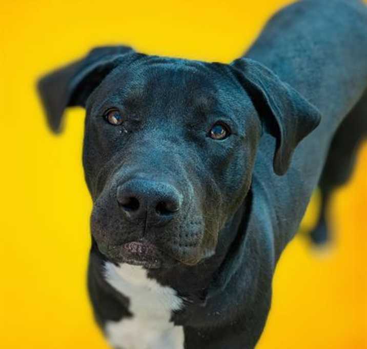 Photo of HIDDEN GEM - RAZZLE (ABS)