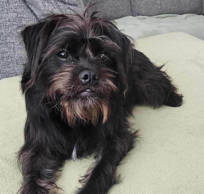 Photo of Penny