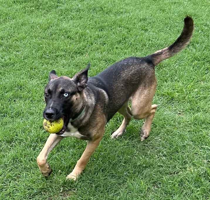 Photo of Dash 