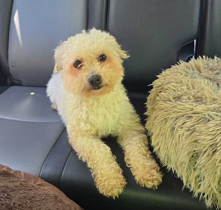 Photo of Teddy