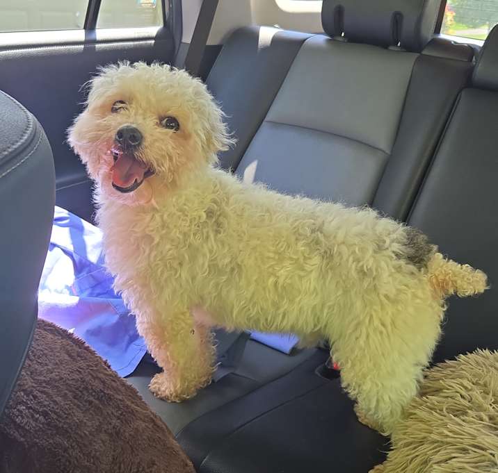 Photo of Teddy