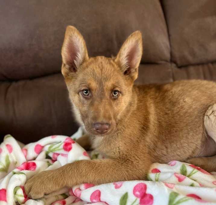 Photo of Sheba