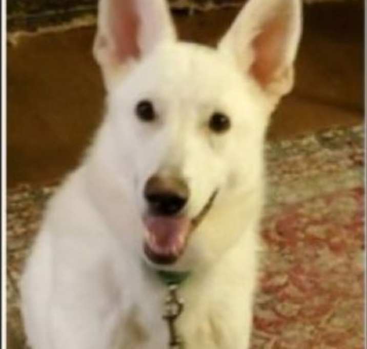 Photo of Cotton ('Junior')