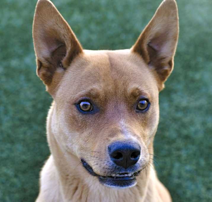 Photo of Rusty