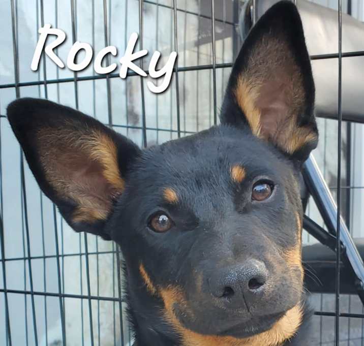 Photo of Rocky KK