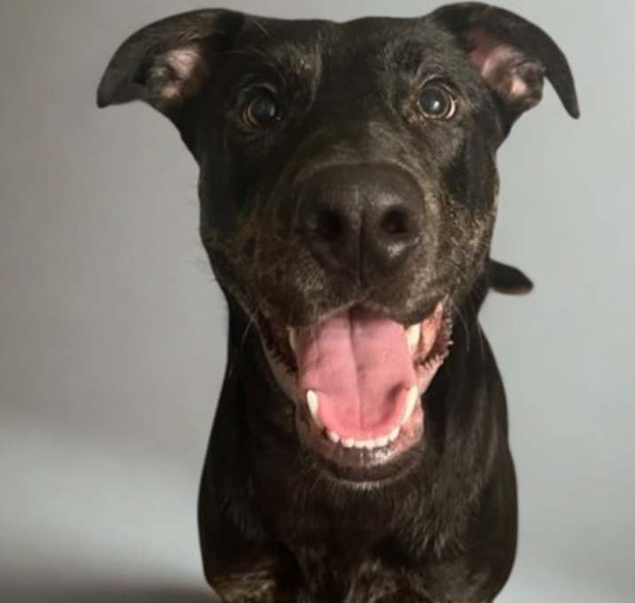 Photo of Onyx *Off-Site Foster Home*