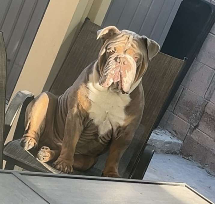Photo of Bentley
