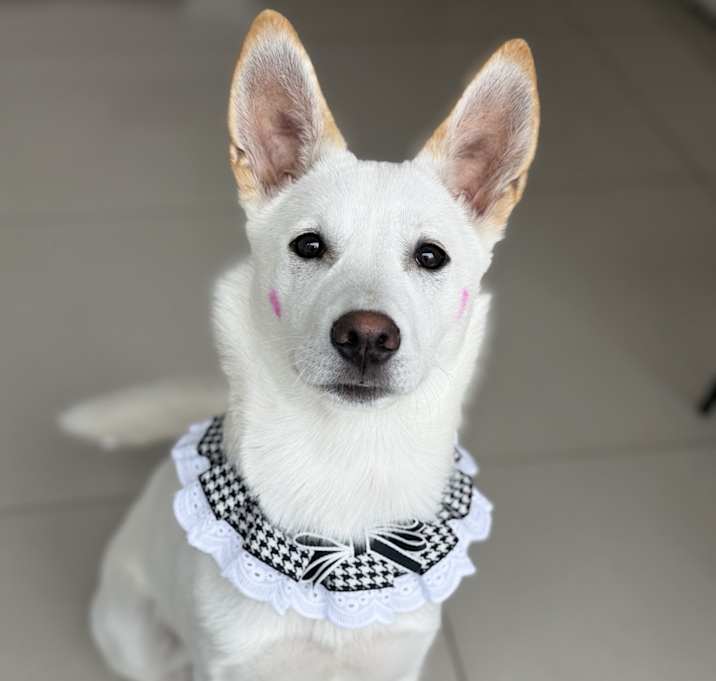 Photo of RIKKO