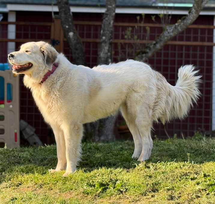 Photo of Roxy