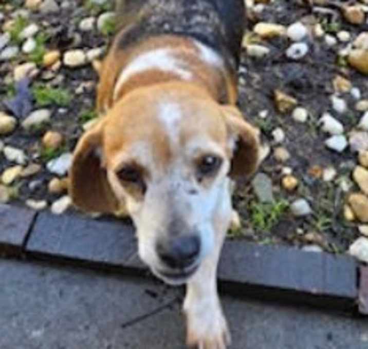 Photo of Daisy