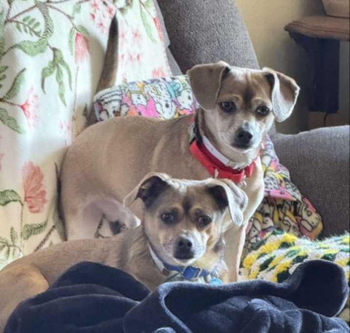 Photo of Chichi Junior and Puppy Chulo