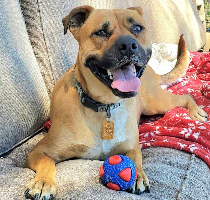 Photo of Chewy aka Jason