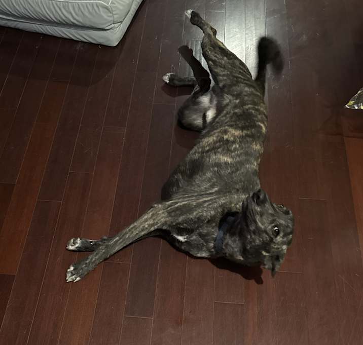 Photo of Camo