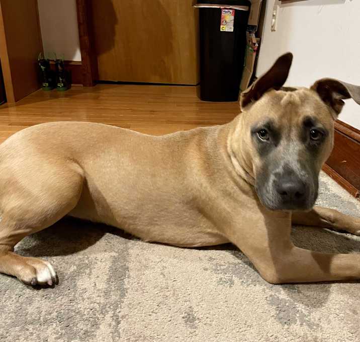 Photo of Maple - Foster or Adopt
