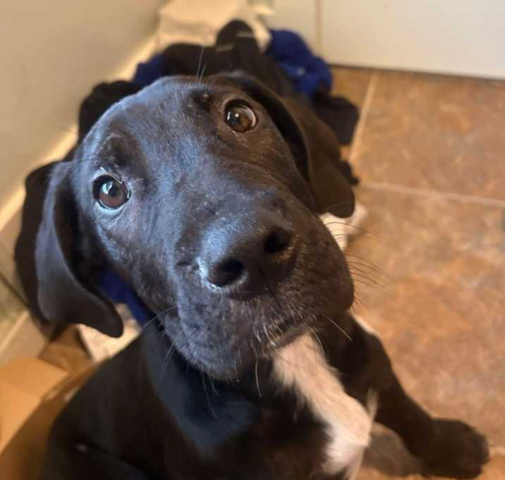 Photo of Whisper