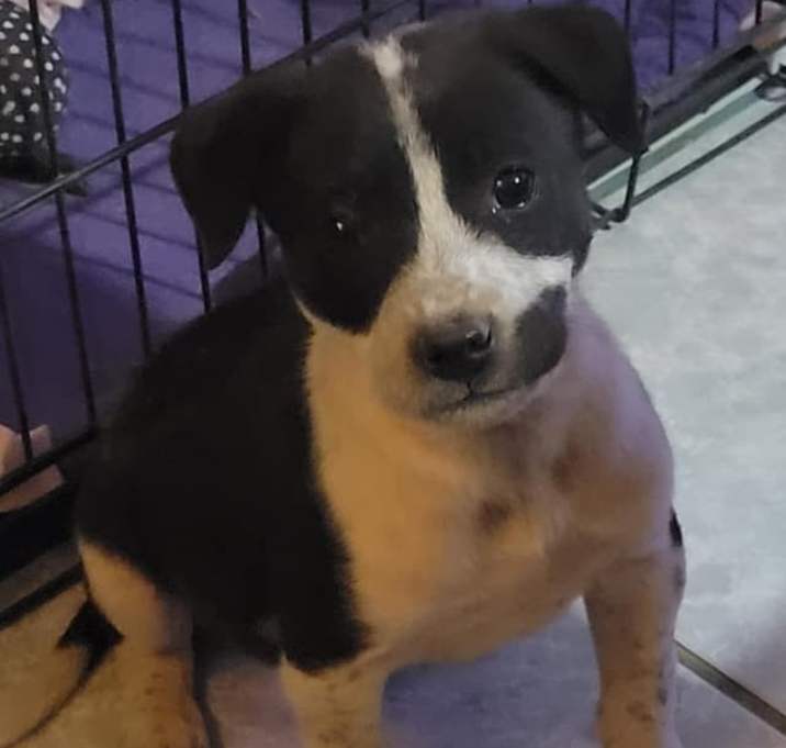 Photo of Harley