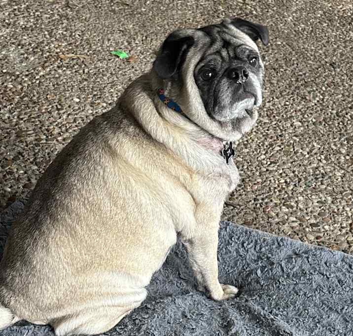 Photo of Ollie