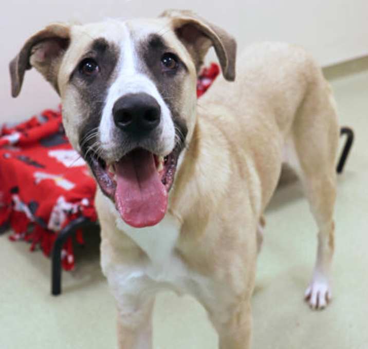 Photo of Boone