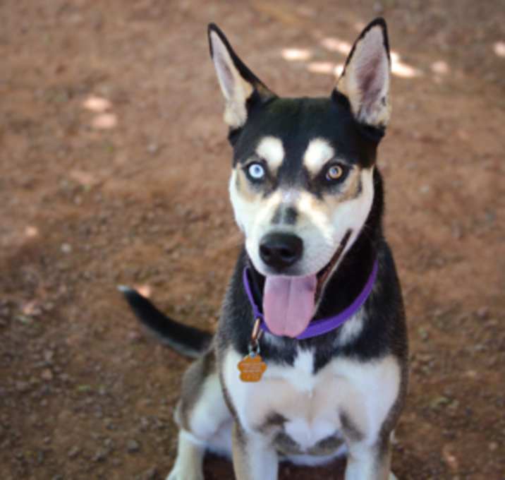 Photo of Nova