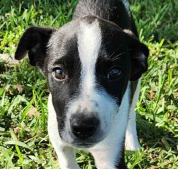 Photo of Charlie