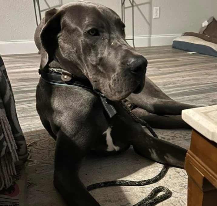 Photo of Grey