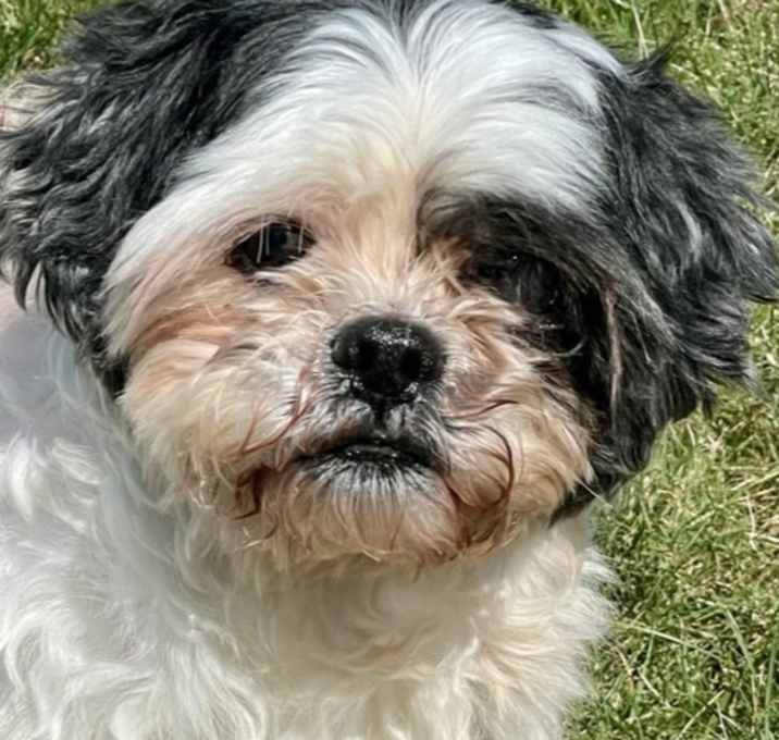 Photo of Penny