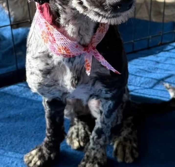 Photo of Patsy
