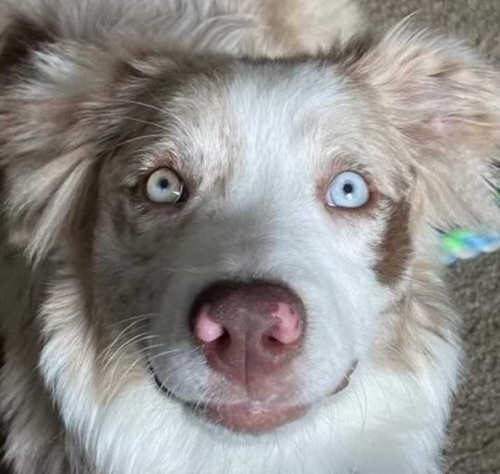 Photo of Red Merle Rachel
