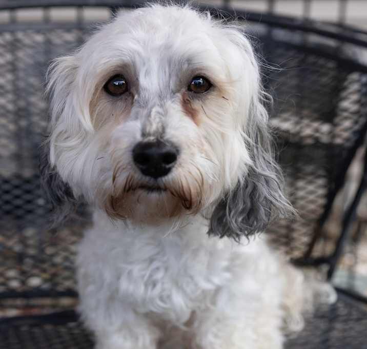 Photo of Vinnie the Havanese IN FOSTER & HOUSE TRAINED!