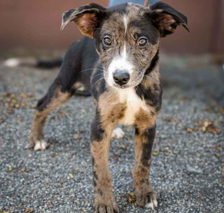 Photo of Lassie