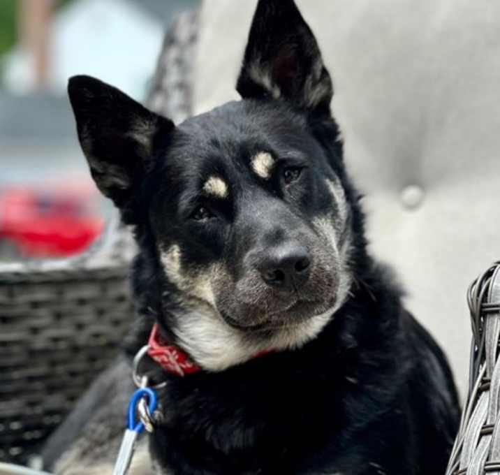 Photo of Dodger