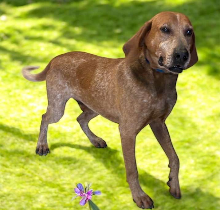 Photo of Rusty