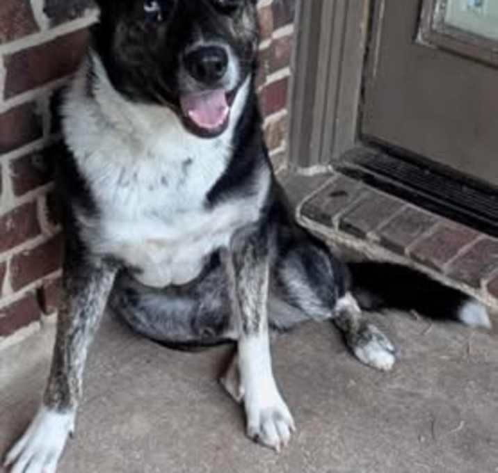 Photo of Bluey