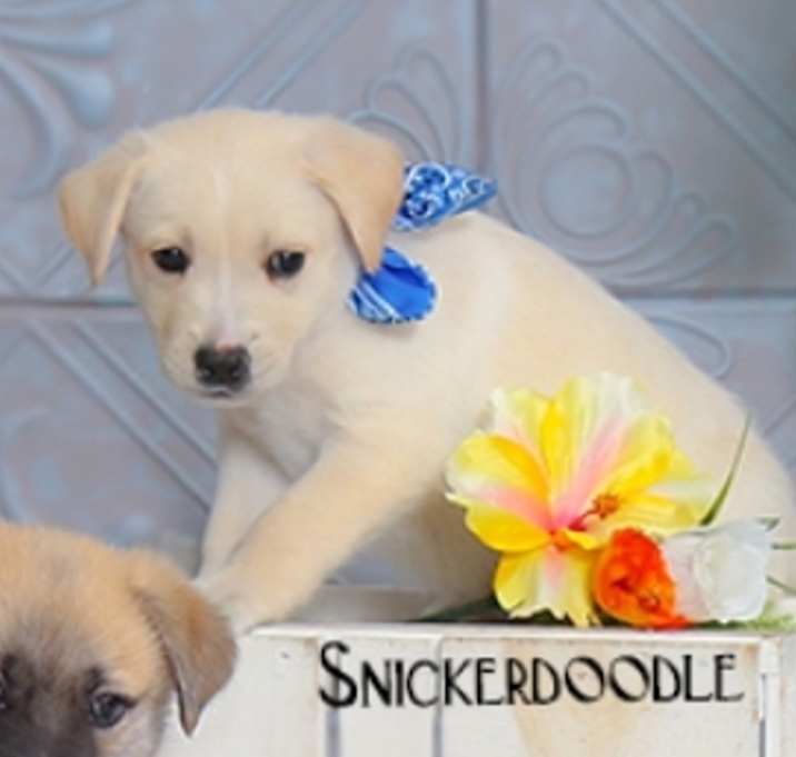 Photo of Snickerdoodle