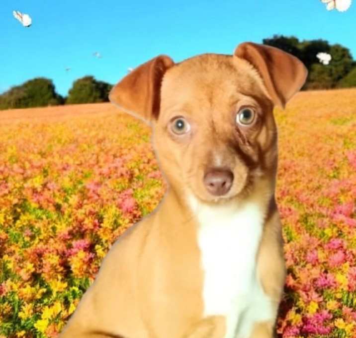 Photo of Penelope