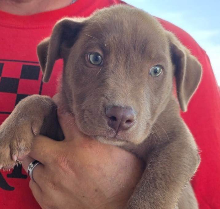Photo of pup 1 brwn