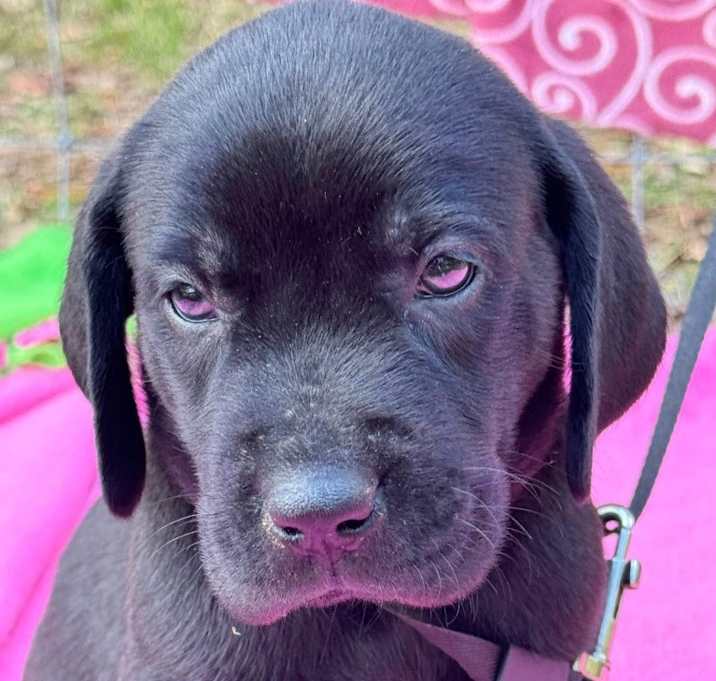Photo of Buck