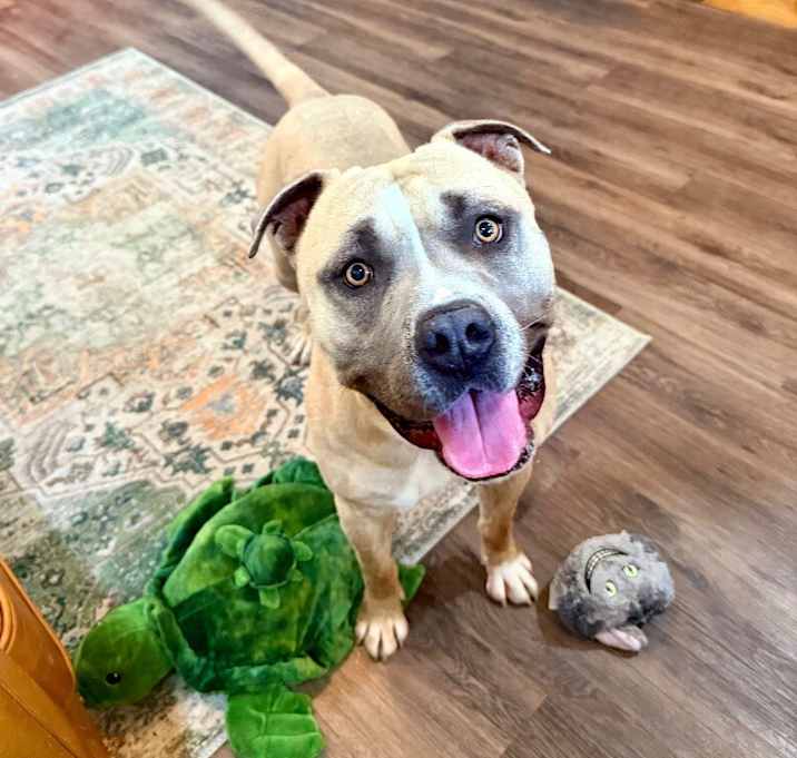 Photo of Qbert Hubert the lovable goofy goober