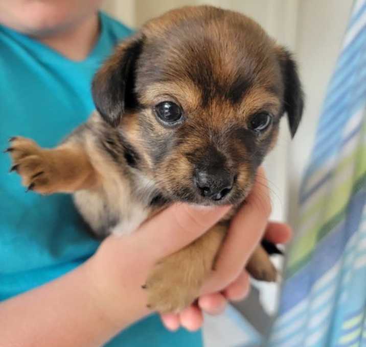 Photo of Tully Pup