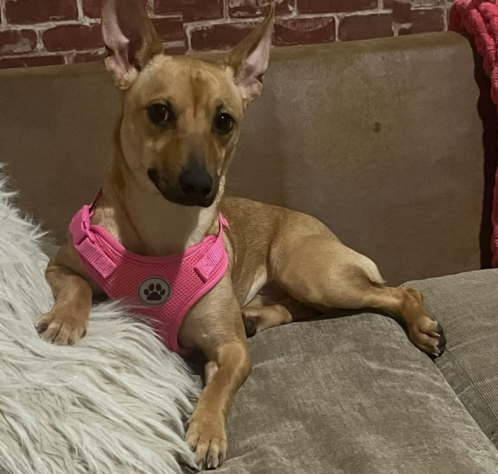 Photo of Coco