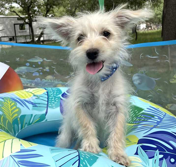 Photo of Buster